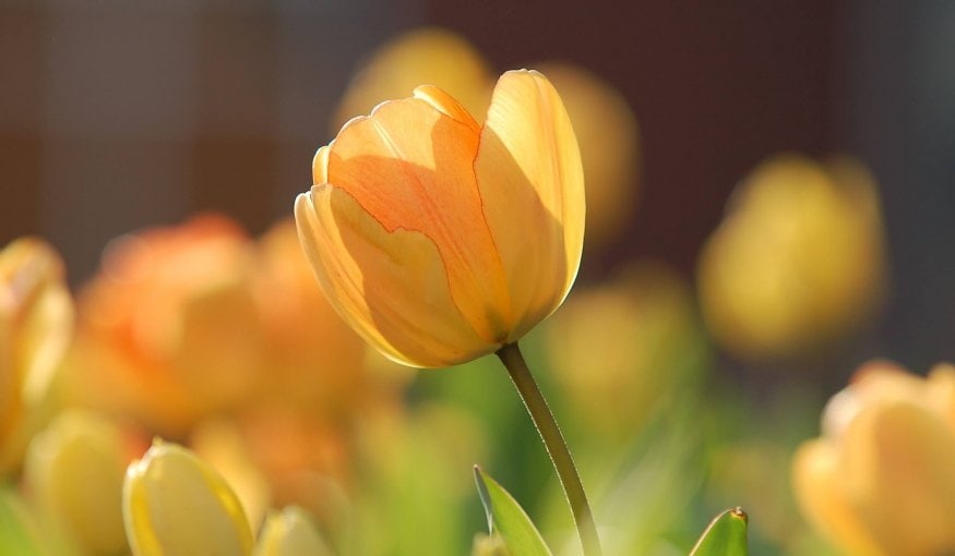 Close-up of a yellow tulip with orange streaks, surrounded by blurred tulips and green leaves in the background.